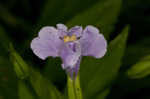 Allegheny monkeyflower